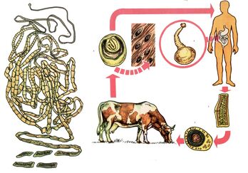 Pour un helminthes très commun, le ténia bovin, une vache sert d'hôte intermédiaire et une personne est la dernière. 