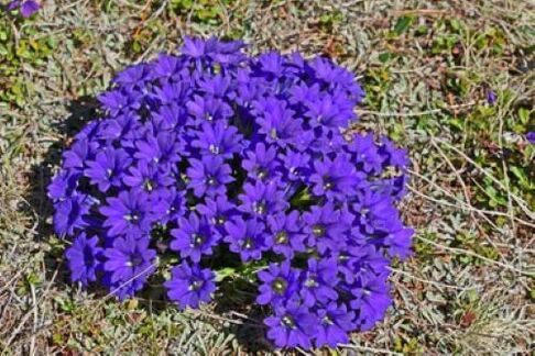 fièvre parasitaire racine dans le corps