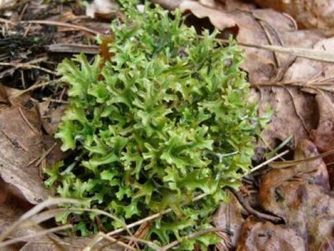 parasite cetraria dans le corps