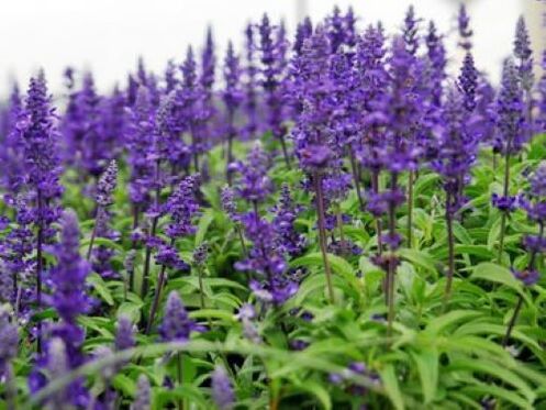 salvia des parasites dans le corps