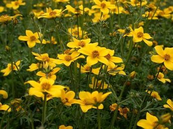 une série de parasites dans le corps