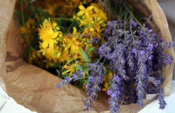 Herbes contre les parasites dans le corps.
