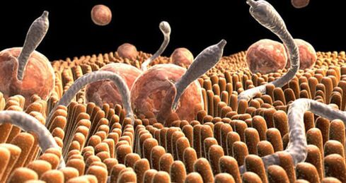 parasites dans le corps humain