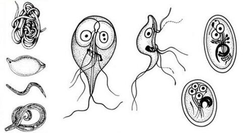 Les parasites les plus simples du corps humain. 