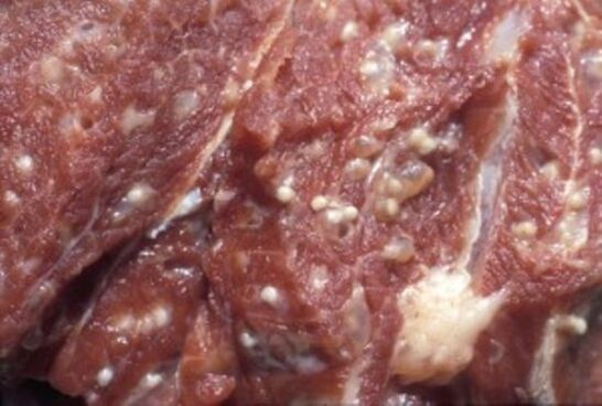 Viande contaminée par des parasites dangereux trichinella
